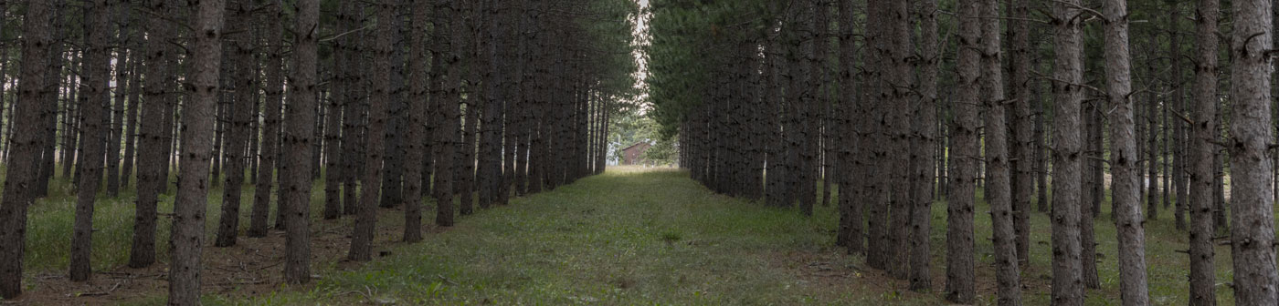 view through pine forest rows