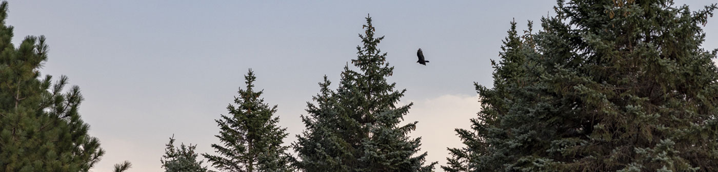 Eagle soaring over pine trees