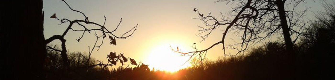 sunset over a forest